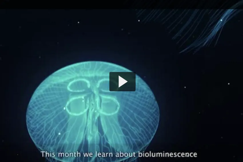 Thumbnail of a bioluminescent jelly in the dark.