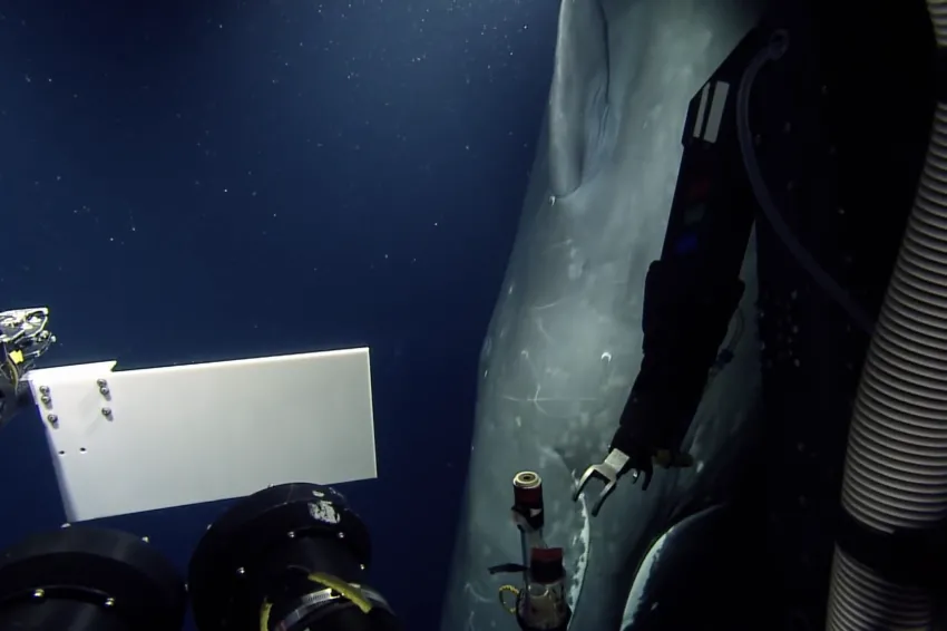 Thumbnail of a Sperm Whale seen from a submersible.