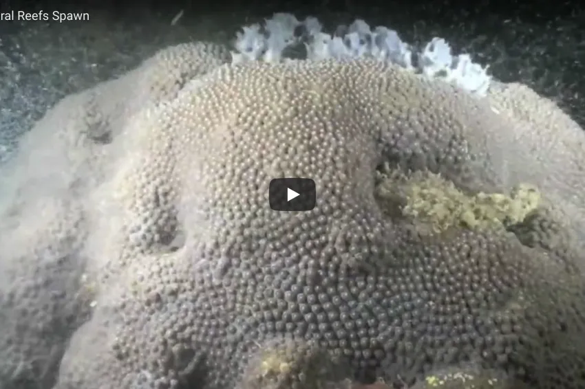 A screenshot from the video of a coral head.