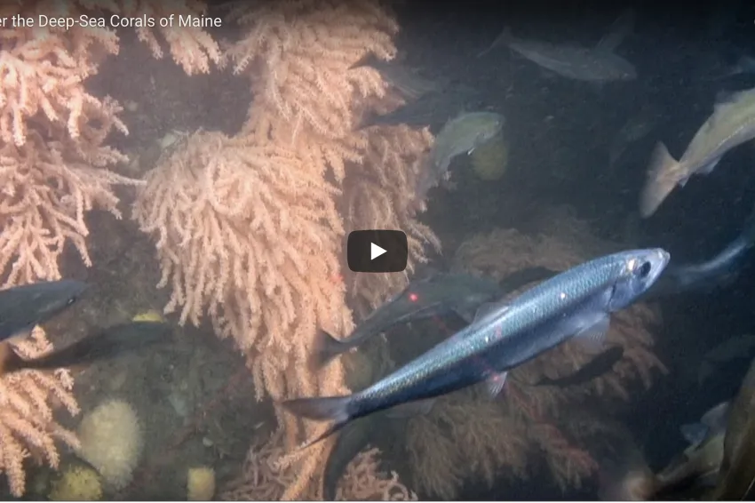 A screenshot from the video "Discover Deep-sea Corals in Maine" with deep-sea corals.  