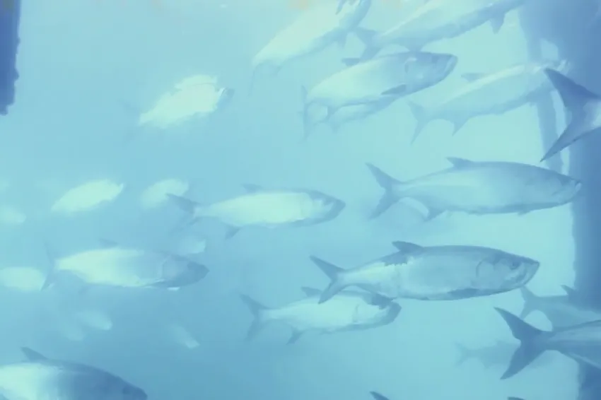 A screenshot from video of a school of fish swimming. 