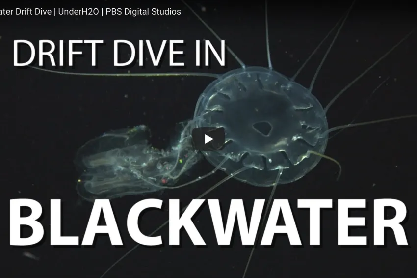 A screenshot from the video showing a translucent jellyfish in deepwater. 