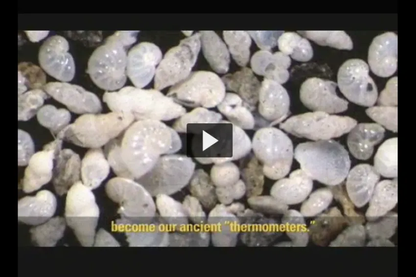 Screenshot from video showing tiny foraminifera. 