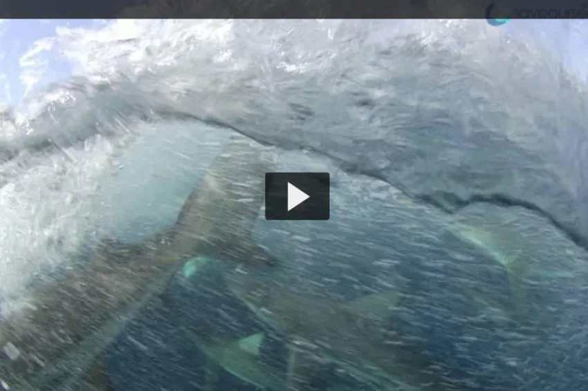 Screenshot of video with sharks swimming underwater. 