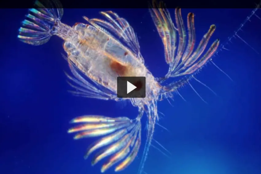 Screenshot of video with close up of a copepod. 