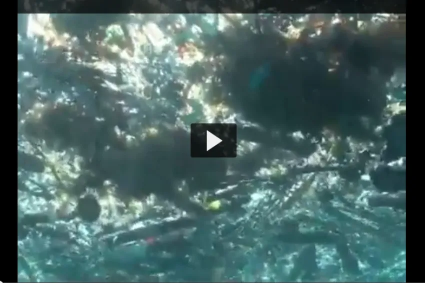 A screenshot from the video "Diver Encounters a Floating Garbage Patch" that shows a view from below of small bits of plastic floating on the surface of the water.  