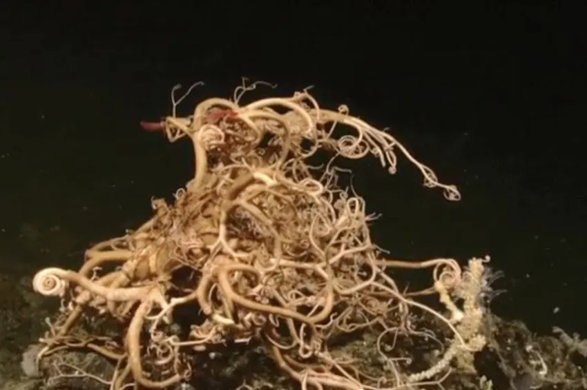 image of deep-sea sea star
