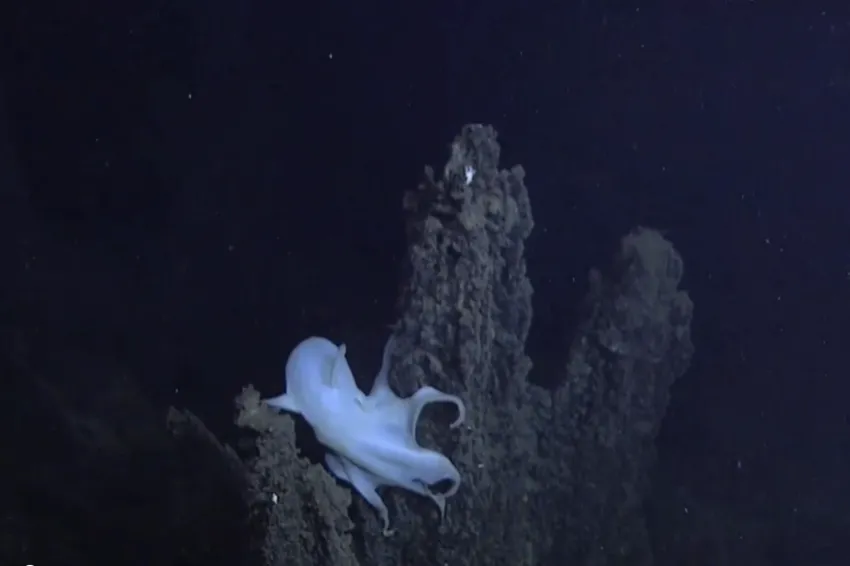a dumbo octopus in the deep ocean