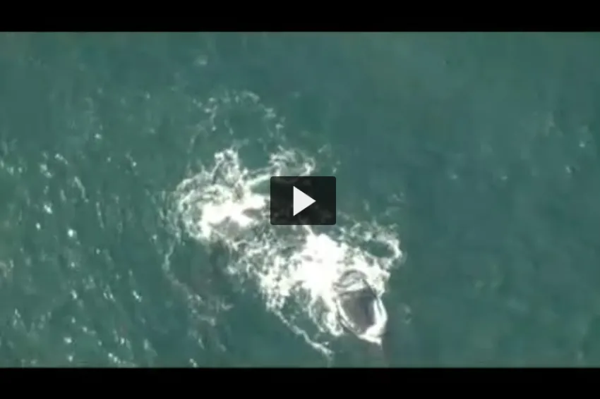 An aerial view of Phoenix the right whale at the surface of the ocean. 