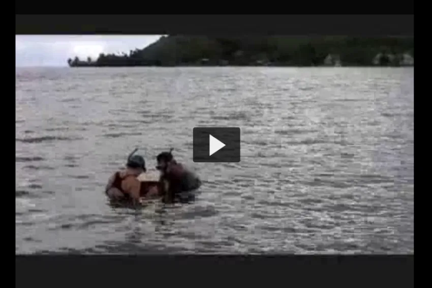 A screenshot from video showing researchers collecting snapping shrimp off Moorea.