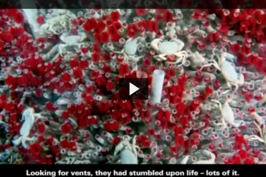 A screenshot from the video showing red and white tube worms. 