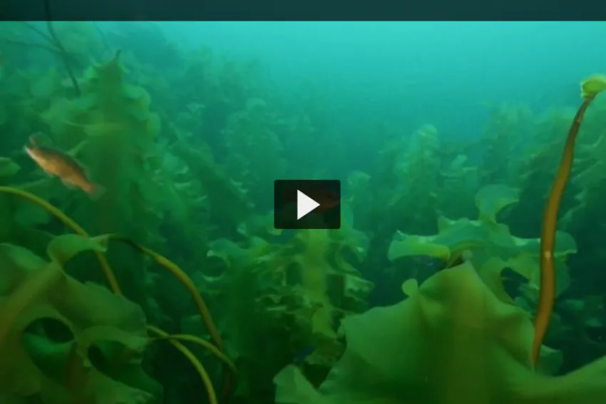 A screenshot from the video "Cashes Ledge" showing an underwater kelp forest scene. 