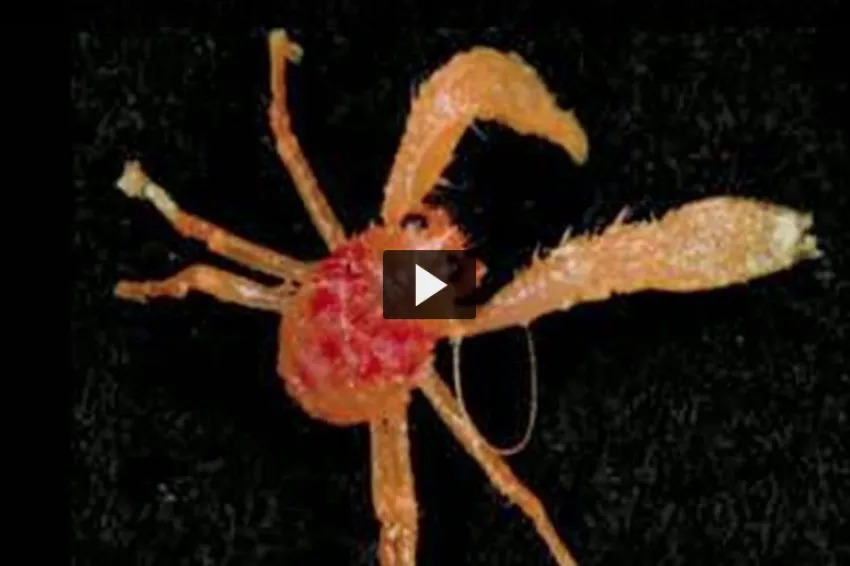 A screenshot from the video of a deep-sea crustacean. 