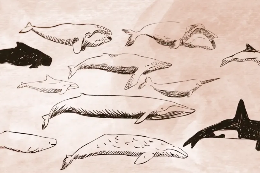 illustrations of whales