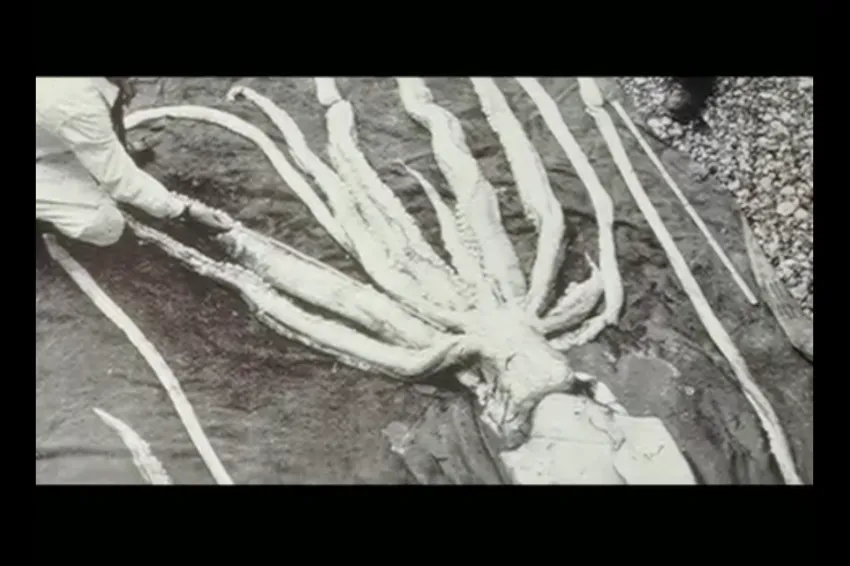 a giant squid specimen