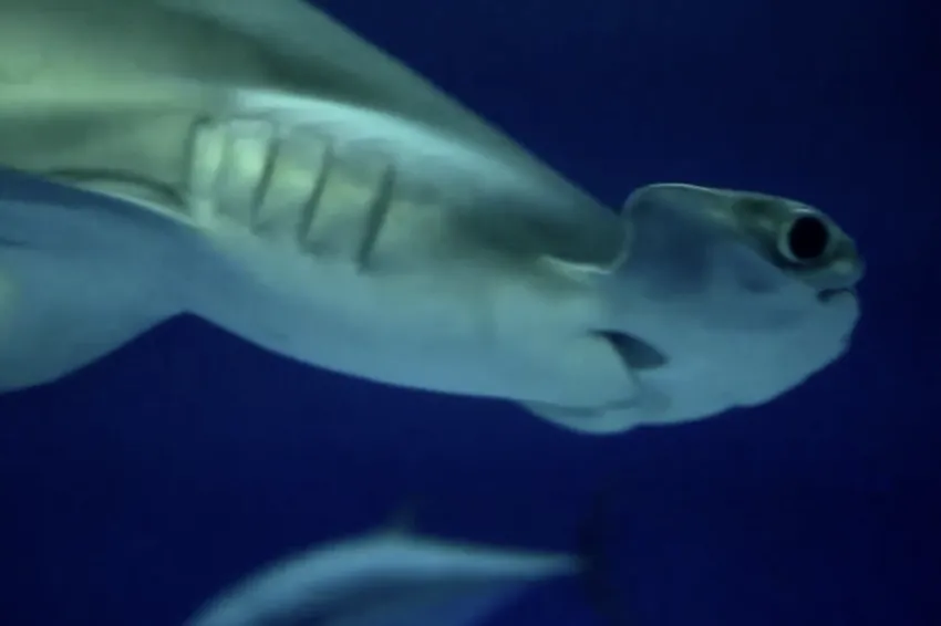 a hammerhead shark