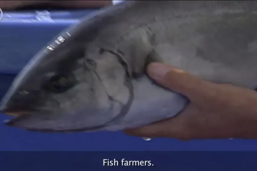 a close up of a fish