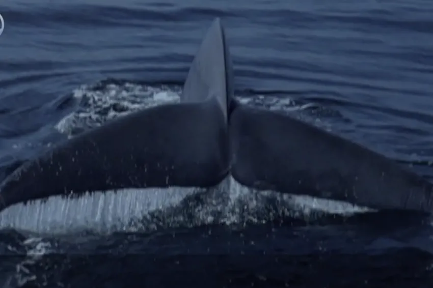 a whale tail fluke