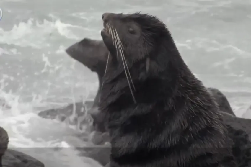 a fur seal
