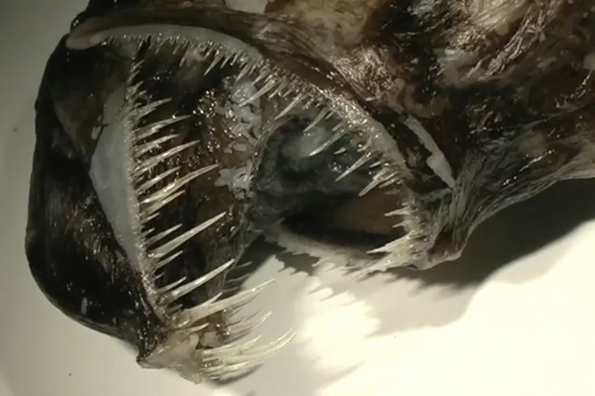 the teeth of an anglerfish