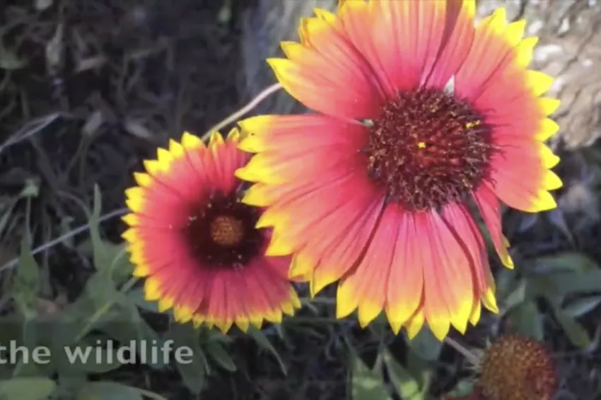 red and yellow flowers