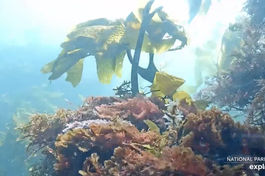 Giant kelp attached to the seafloor with fish swimming around. 