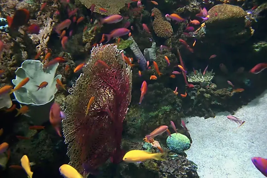 Colorful fish swimming in a coral tank.