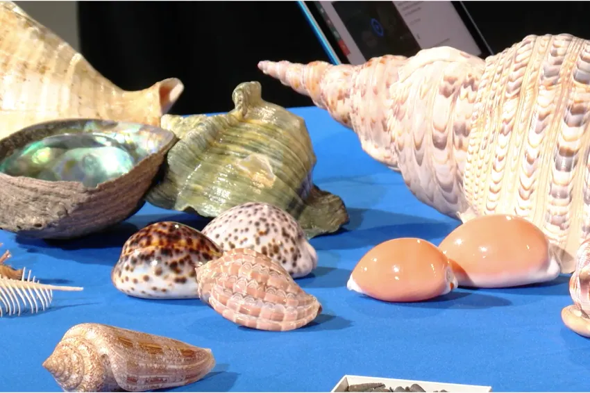 a blue table top covered in many shells of different shapes and sizes