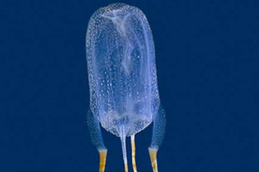 A transparent box jellyfish with a blue background.