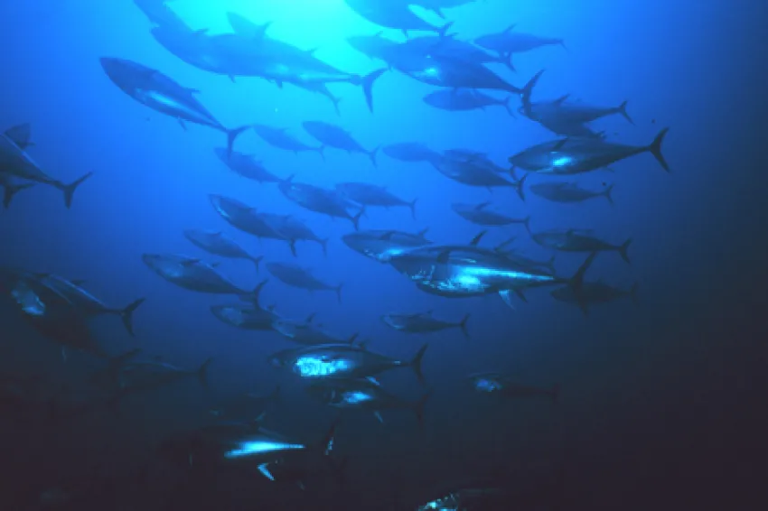 A school of Atlantic bluefin tuna swimming.