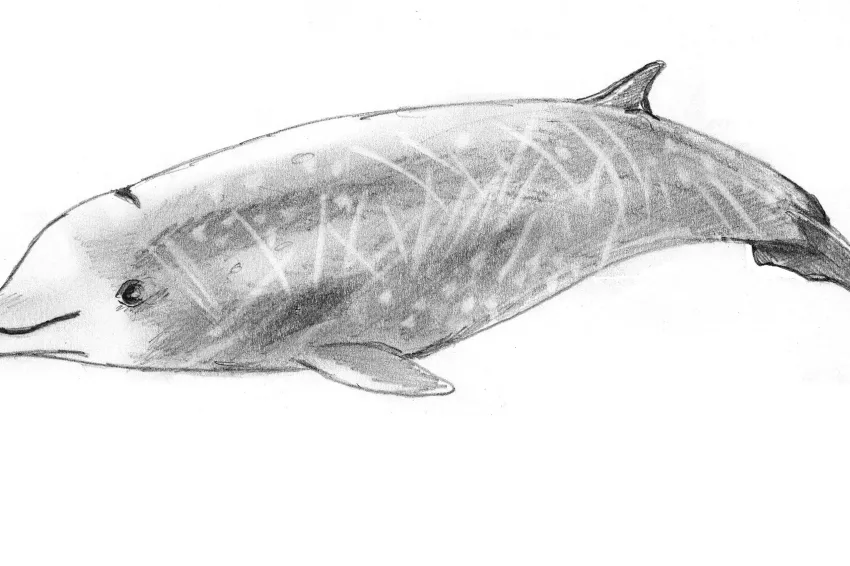 A black and white illustration of a Cuvier's beaked whale.