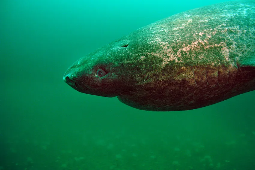 An episode of the Encyclopedia of Life's "One Species at a Time" podcast focused on the Greenland shark.