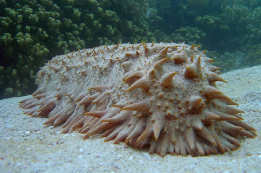 A pink sea cucumber covered in small spike-like protrusions.