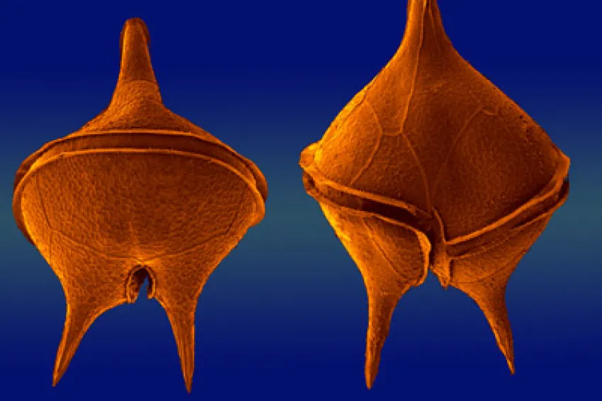 Image of two dinoflagellates seen through a microscope.