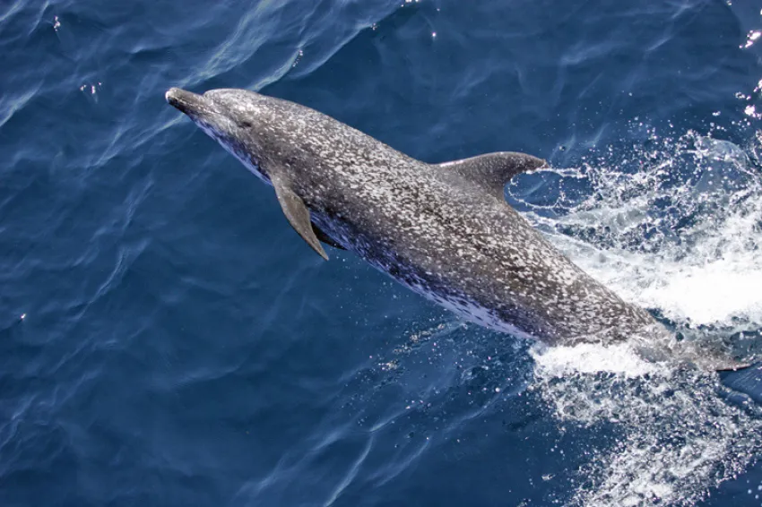 Aerial view of an Atlantic spotted dolphin jumping out of the water. 