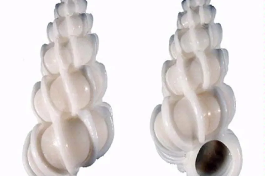 Image of two white sea shells with spirals.