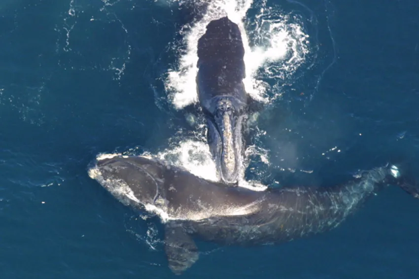 Listen to what happens when researchers in a tiny boat are surrounded by huge North Atlantic Right Whales.