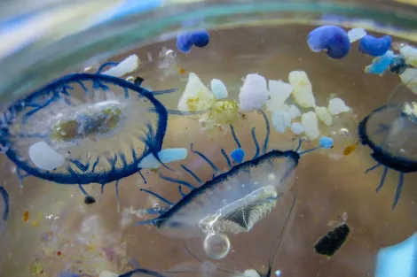 Tiny jellies in a petri dish. 