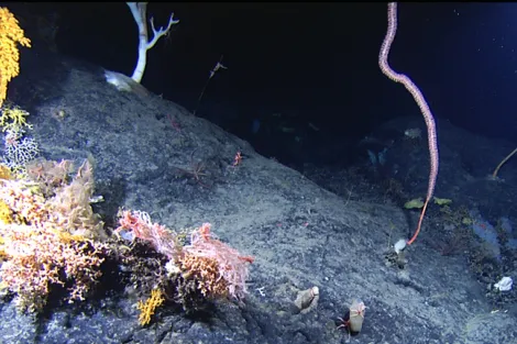 A variety of corals cling to Manning Seamount, just off the coast of Cape Cod, Massachusetts.