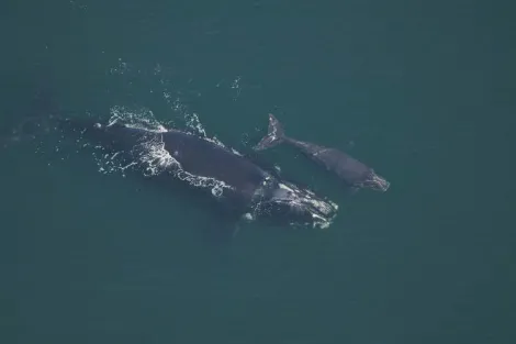 Phoenix swimming with her calf. 