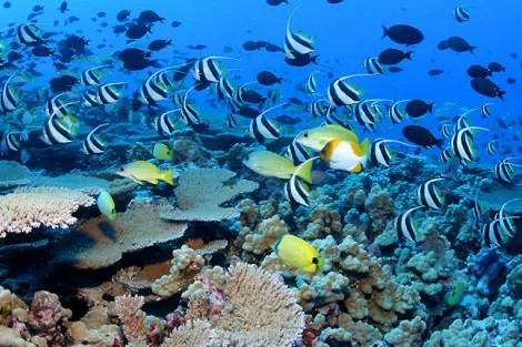 Colorful fishes throng a reef in the Northwestern Hawaiian Islands.