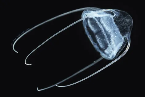 Aegina, a type of jellyfish, swims through the water. 