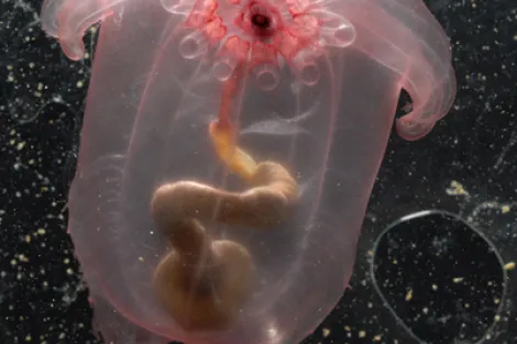 Census researchers discovered this sea cucumber (Enypniastes sp.) in the Gulf of Mexico.