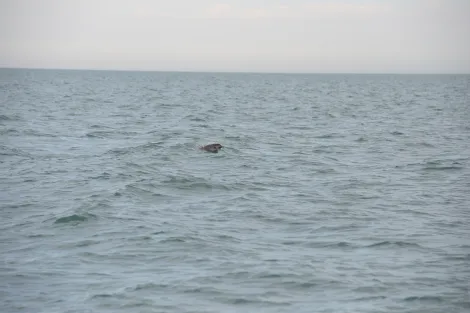A vaquita pops its head out of the water. 