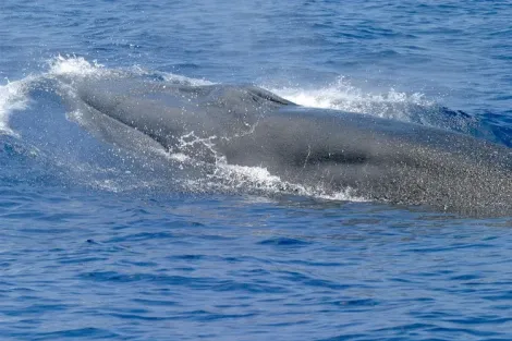 a baleen whale at the surface
