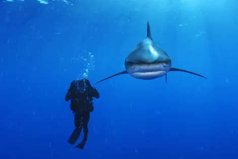 An oceanic whitetip shark swims near a biologist in the Bahamas.