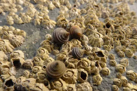 Rough periwinkles sit on a bed of barnacles. 