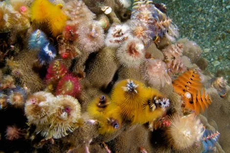 Colorful Christmas tree worms