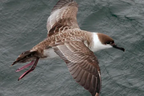 An 'austral' or southern breeder, Great Shearwaters (Ardenna gravis) migrate from breeding islands far to the south in the Atlantic before traveling to the Northern Atlantic to feed.