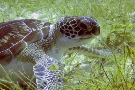 Green turtles (Chelonia mydas) live in the warm coastal waters of tropical and subtropical oceans. Adults sometimes eat sponges, salps (floating jelly-like animals), and jellyfish, but they feed mostly on plants, like seagrass&nbsp;and algae. The pigment f
